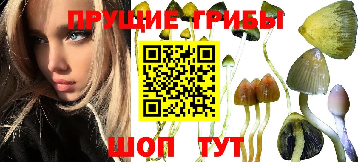 Татарск  магазин продажи   Галлюциногенные грибы MAGIC MUSHROOMS  Вход с VPN  Галлюциногенные грибы Cubensis 